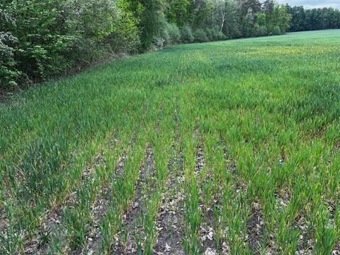 Spring measurements and drone
