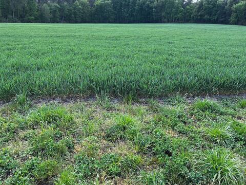 Spring measurements and drone